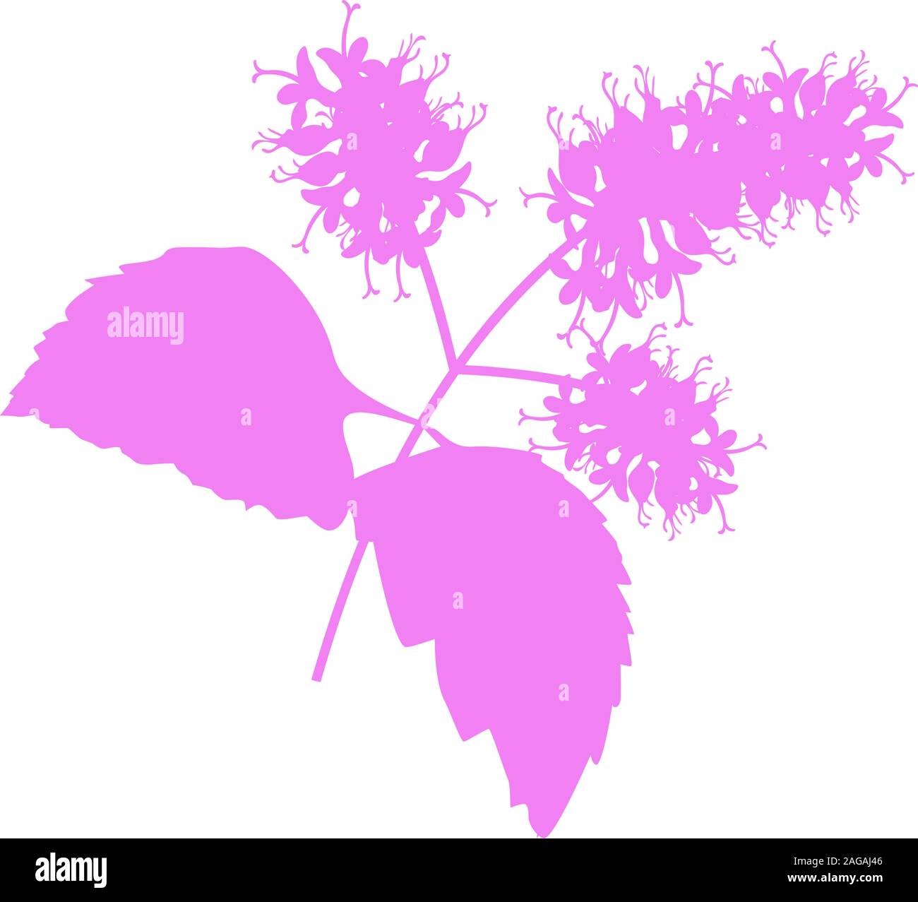 Patchouli : patchouli branche avec feuilles et fleurs. Les cosmétiques et plantes médicales. icône isolé sur fond blanc télévision Illustration de Vecteur