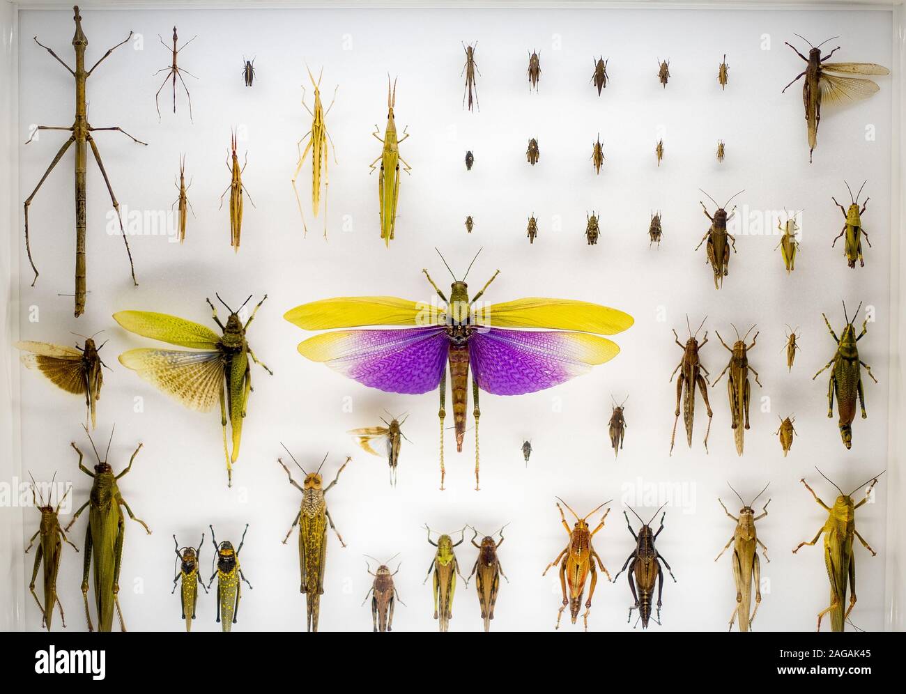 Collection de nombreux gros et petits insectes de différentes couleurs sur une surface blanche Banque D'Images