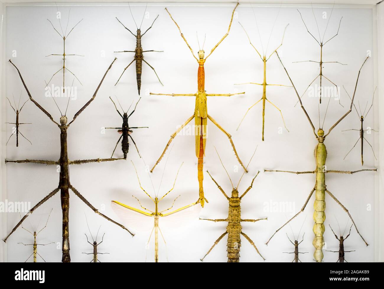 Collection de nombreux gros et petits insectes de différentes couleurs sur une surface blanche Banque D'Images