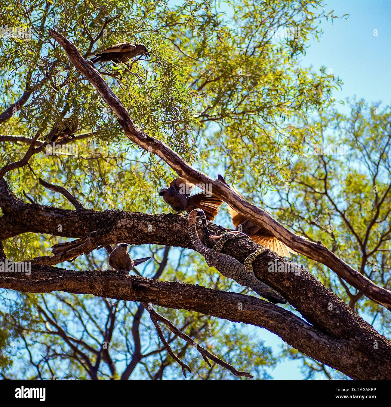 Gros plan à angle bas des oiseaux assis sur l'arbre En Australie Banque D'Images