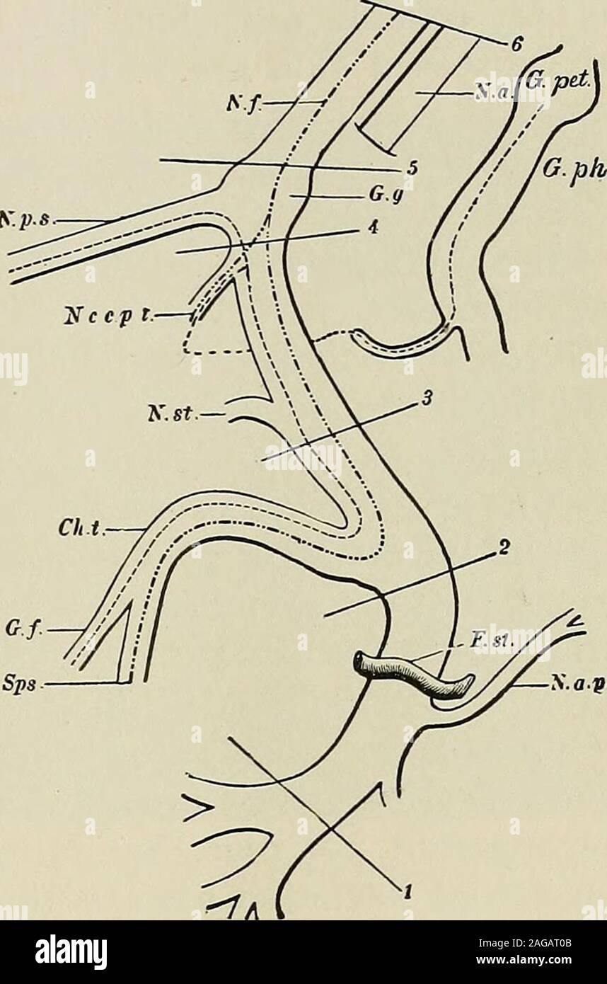 . Un traité sur les maladies nerveuses des enfants : pour les médecins et étudiants. septième nerf est pas rares dans childrenfrom les mêmes causes qui aboutissent à la paralysie faciale dans theadult. Nous avons à con-sider, d'abord, les rhumatismes fa-cial de paralysie cérébrale, plus properlyperhaps-421 réfrigération sy ; deuxièmement, du visage de l'oreille à palsydue ; par investissements standardlife, paralysie faciale comme anaccompaniment diseaseat de la base du cerveau. Pal-faciale rhumatismales sy peut se produire dans childrenat presque n'importe quel âge. Même si je l'ai vu ina enfant neuf mois,c'est rare avant les trois ans ans, et est mostfrequent entre les agesof Banque D'Images . Un traité sur les maladies nerveuses des enfants : pour les médecins et étudiants. septième nerf est pas rares dans childrenfrom les mêmes causes qui aboutissent à la paralysie faciale dans theadult. Nous avons à con-sider, d'abord, les rhumatismes fa-cial de paralysie cérébrale, plus properlyperhaps-421 réfrigération sy ; deuxièmement, du visage de l'oreille à palsydue ; par investissements standardlife, paralysie faciale comme anaccompaniment diseaseat de la base du cerveau. Pal-faciale rhumatismales sy peut se produire dans childrenat presque n'importe quel âge. Même si je l'ai vu ina enfant neuf mois,c'est rare avant les trois ans ans, et est mostfrequent entre les agesof Banque D'Images