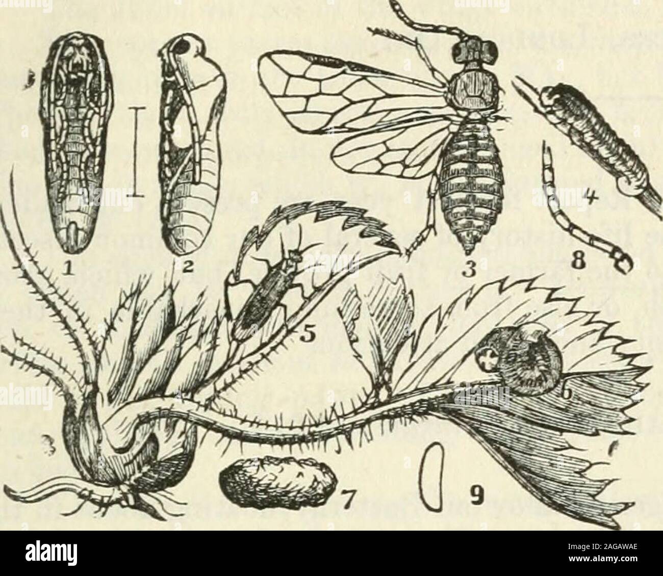 . Documents parlementaires de l'Ontario, 1874, No.1-2. une faible floraison blanchâtre ; peau semi-transparentrevealing les mouvements des organes internes dans les patches. déménagement verdâtre Tliereis a broken bande le long de chaque côté d'une nuance de vert profond, composé de taches ou patcheswhich fusionnent sur les segments antérieurs mais sont distinctes et séparées ; le thebands derrière ci-dessous du corps est plus pâle avec une teinte jaunâtre. 30637 Victoria. Documents de la Session (No 1.) A. 1873 sous la surface et jaunâtre pâle semi-transparente ; pieds et pro-pattes-d qui latterthere sont huit paires-jaunâtre pâle tous. Un certain nombre de ces lar Banque D'Images