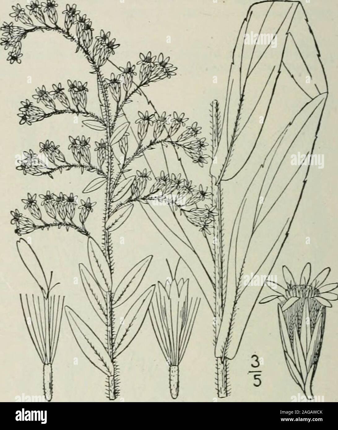 . Une flore illustrée du nord des États-Unis, le Canada et les possessions britanniques : de Terre-Neuve jusqu'au parallèle de la limite sud de la Virginie et de l'océan Atlantique à l'ouest jusqu'à la 102e méridien. nervure centrale, la basse serrate, lavis de la totalité ; environ 2 têtes de haut, secund sur theusually branches recourbées du terminal pani-cle ; 3 à 5 rayons, court ; bractées de l'involucrelinear obtusish ou obtus,. Dans les sols sablonneux secs, Virginie à la Floride et au Texas, surtout près de la côte. De l'automne. 26. Solidago fistulosa Mill. PineBarren Golden-rod. Fig. 4238. Solidago fistulosa Mill. Gard. Régime alimentaire. E Banque D'Images