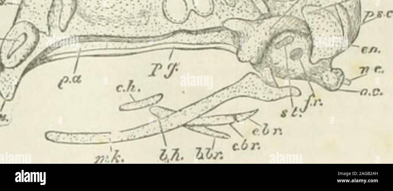 . L'encyclopédie Britannica ; ... Un dictionnaire des sciences, des arts et de la littérature générale. dum ; p.sx.., pos e résultats t-eomicireuiar. canal brano-crâne au-dessus du cerveau étant enlevé, montre la vie howfast tho-processus de moulage sont l'embryon d'headinto la mode vu dans l'adulte ; aucune trace d'os hasappeared, enregistrer dans les côtés de la mandibule. Le toit du crâne, mais chondrifies jamais est couvert par secondarybones. Comme le crâne d'un adulte ou de requins, raies-wholechondro le crâne est une structure continue-tous les post-save arches orale. La masse sonore est maintenant bycartilage-vous charmer stret Banque D'Images