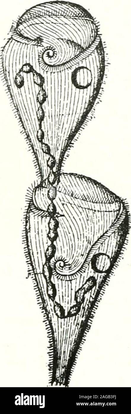 . La cour ouverte. Le professeur sts pratiqué.- monde littéraire, Londres. La vie psychique de micro-organismes par le Dr Alfred Binet. Traduction autorisée. Pages, xii, 120.Tissu, 75 cents (3s. 6d.). M. Binet est un savant de haut standing qui a fait, et fait un travail admirable, inpsychology.--M. G. J. Romanes. Il fortifie sa théorie par une telle richesse d'expériences et d'observation exacte, que le readerwho suit attentivement sa démonstration peut difficilement échouer de condamnation.-New York Tribune. Sur Double conscience études en psychologie expérimentale. Par le Dr Alfred Binet. Troisième édition. Pages, 93. Banque D'Images