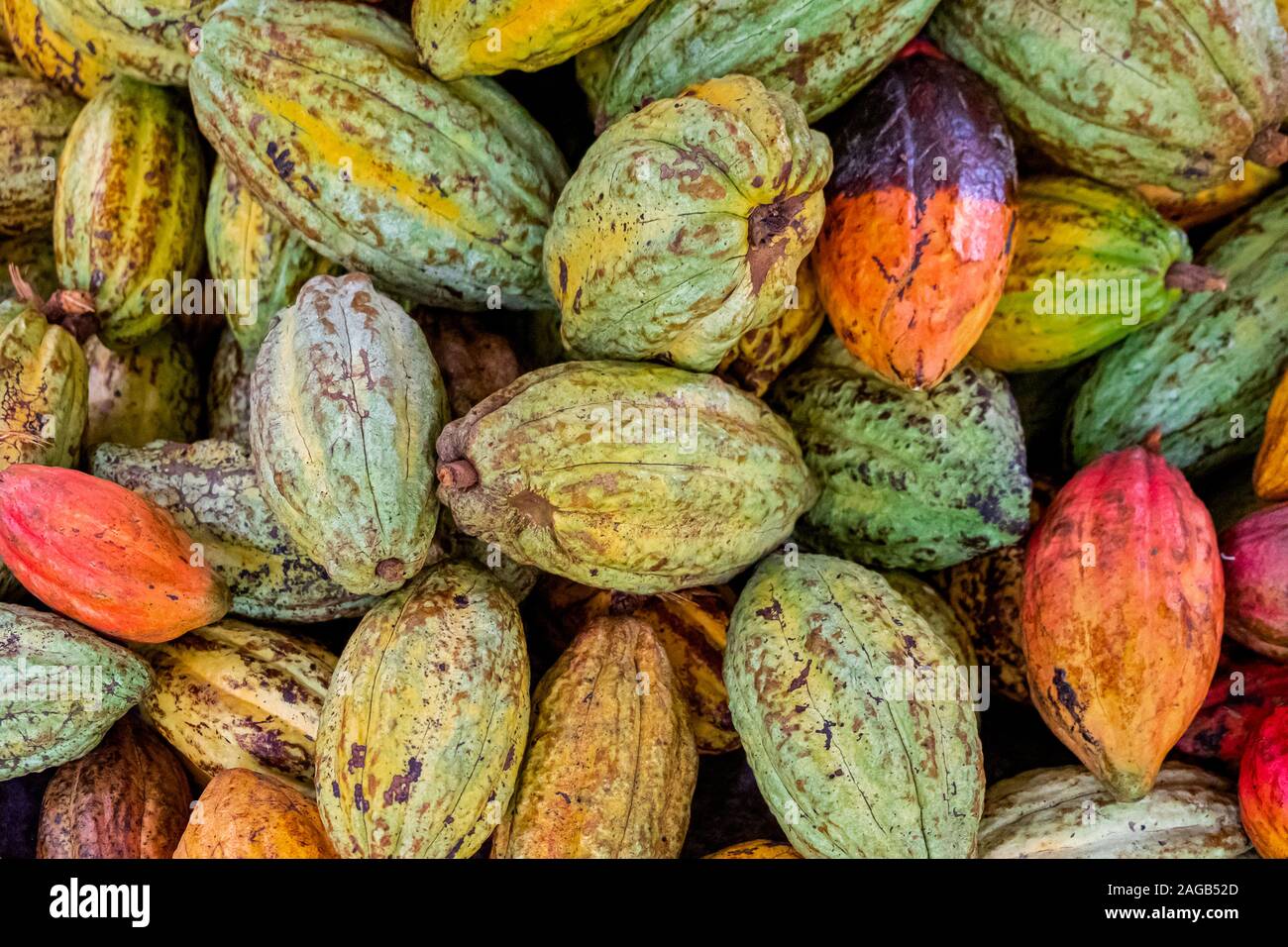 Fève de cacao, de séchage, de couleurs différentes avant de close up Banque D'Images