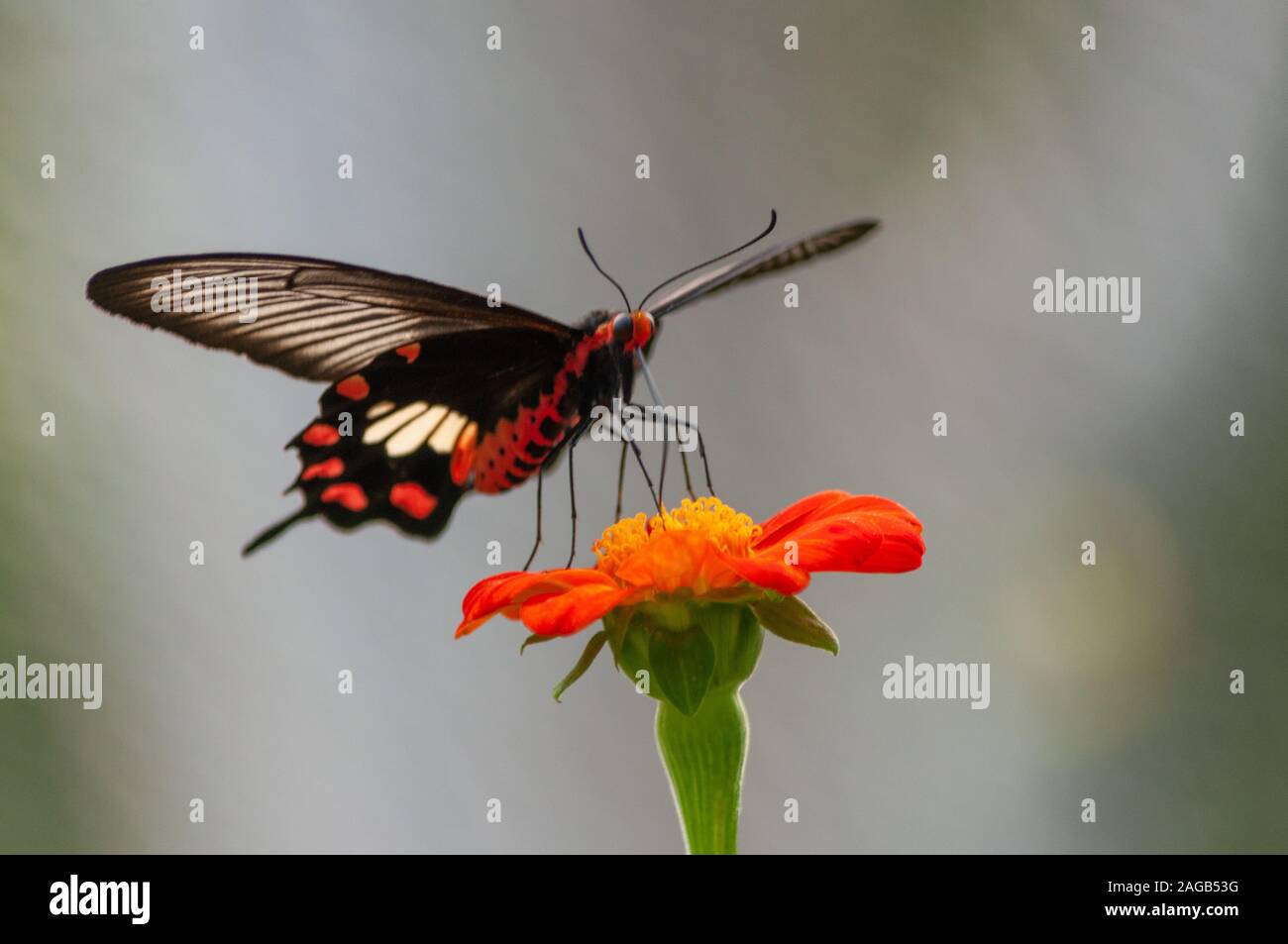 Gros plan d'un beau papillon avec des textures intéressantes une fleur aux pétales d'orange Banque D'Images