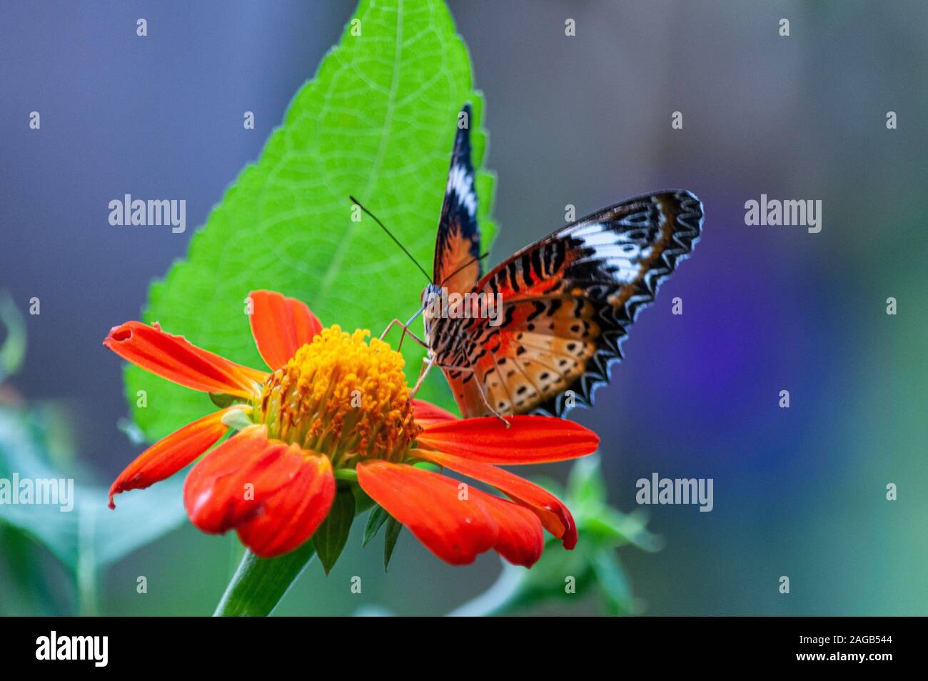 Gros plan d'un beau papillon avec des textures intéressantes une fleur aux pétales d'orange Banque D'Images
