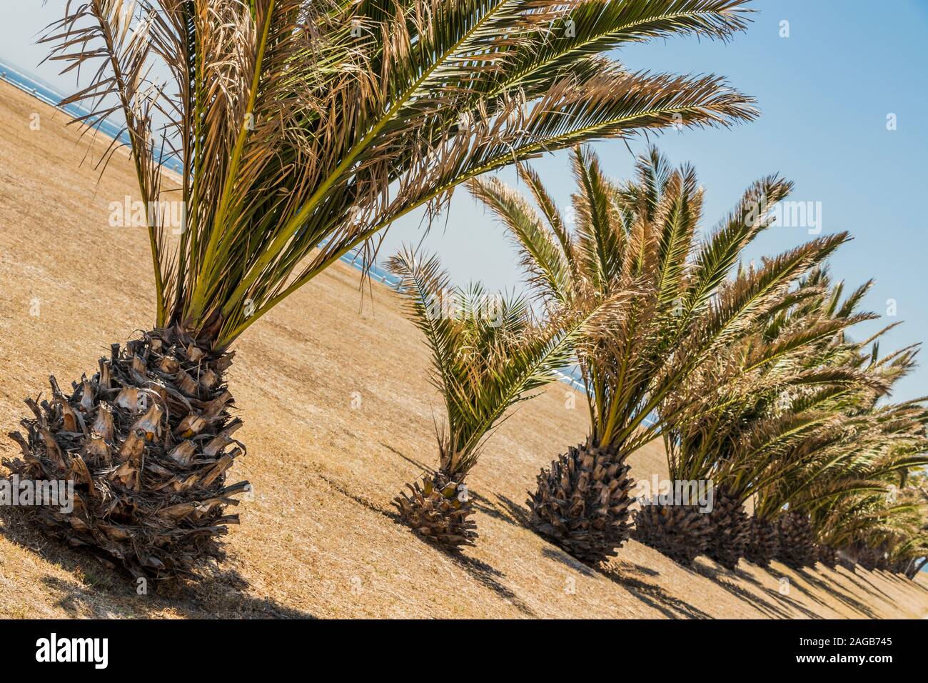 Palmiers, plantes, palm tree, couronne d'un palmier dans la ville du Cap en  Afrique du Sud avec ciel bleu Photo Stock - Alamy