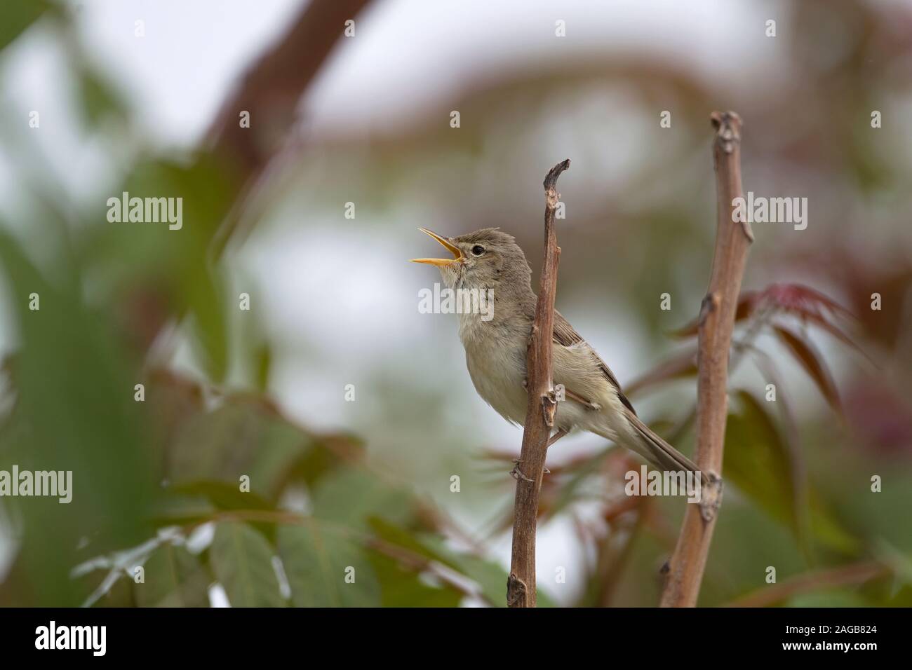 Eastern Olivaceous Warbler (Hippolais pallida) Banque D'Images