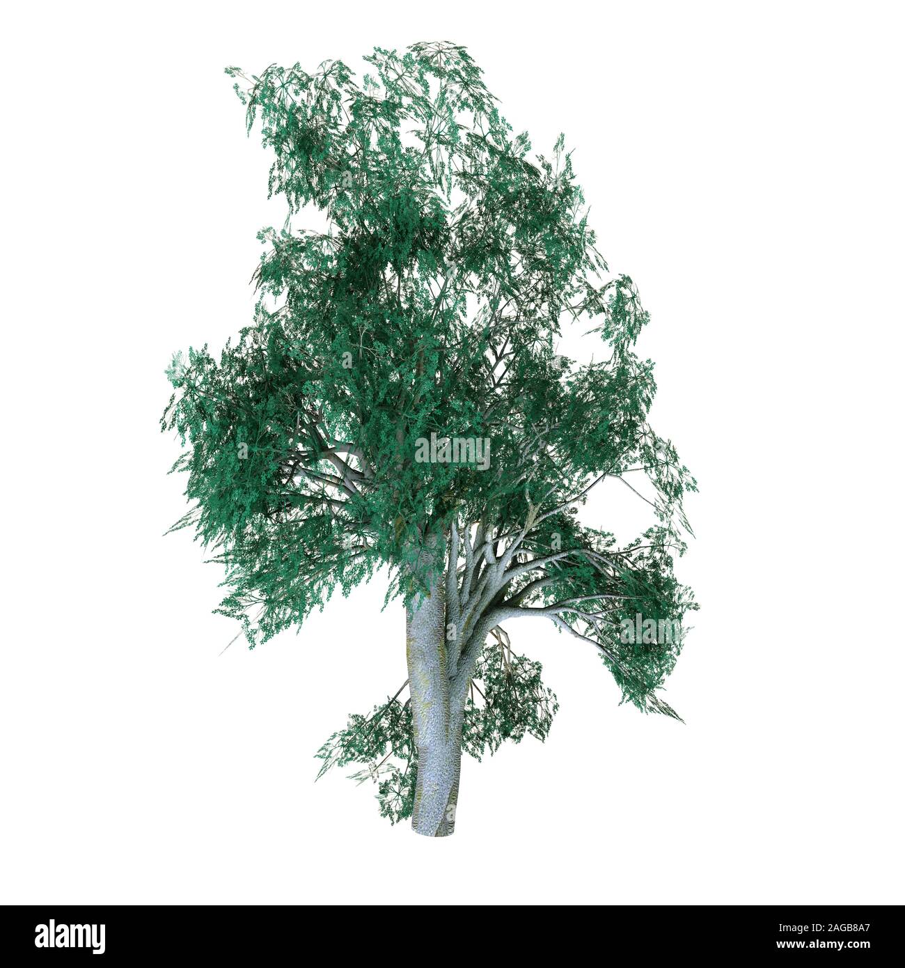 L'autre boîte grise arbre - Arbre de forêt d'Eucalyptus est bosistoana qu'est originaire de sud-est de l'Australie et peut atteindre jusqu'à 200 pieds. Banque D'Images