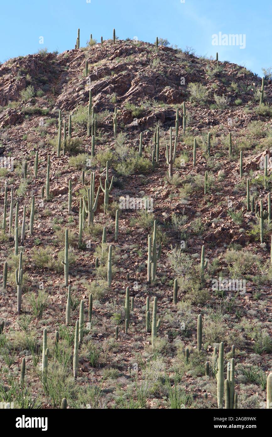 Dans le désert d'une montagne couverte de cactus Saguaro, Ocotillo, Palo Verde et rochers dans le Parc National de Saguaro, Tucson, Arizona, USA Banque D'Images