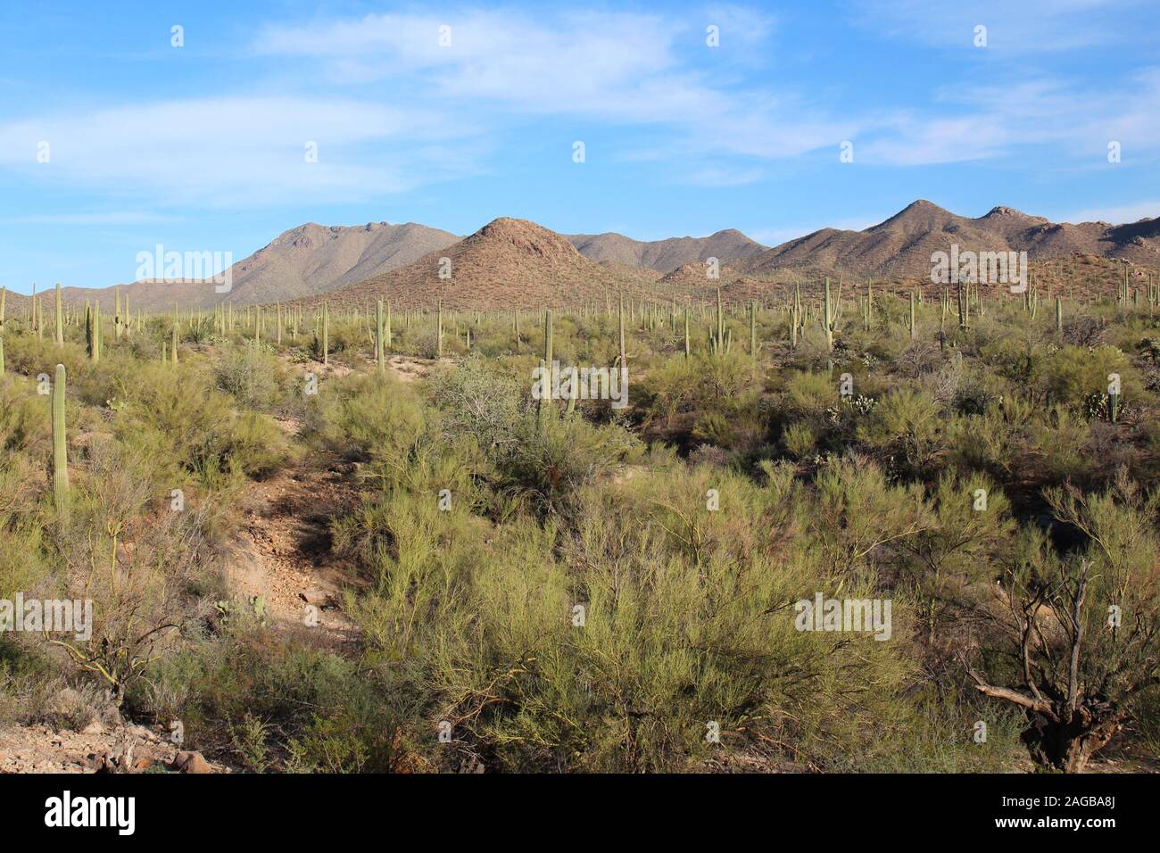 Un désert montagneux paysage couvert de Saguaro cactus à figues, Palo Verde, arbres et broussailles de Saguaro National Park, Tucson, Arizona Banque D'Images