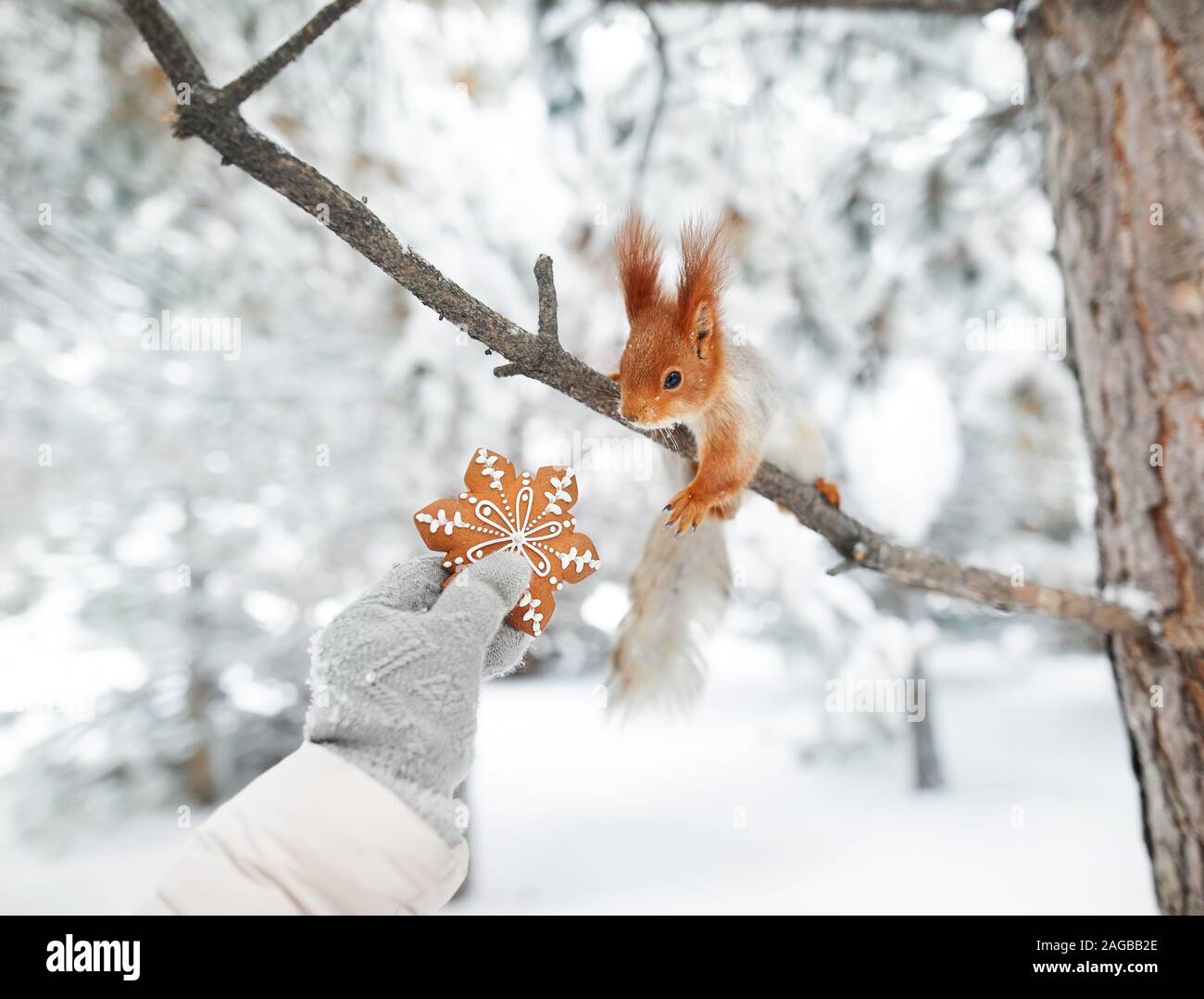 Jeune fille donnant à pain d'épices écureuil drôle dans la forêt la neige sur l'époque de Noël Banque D'Images