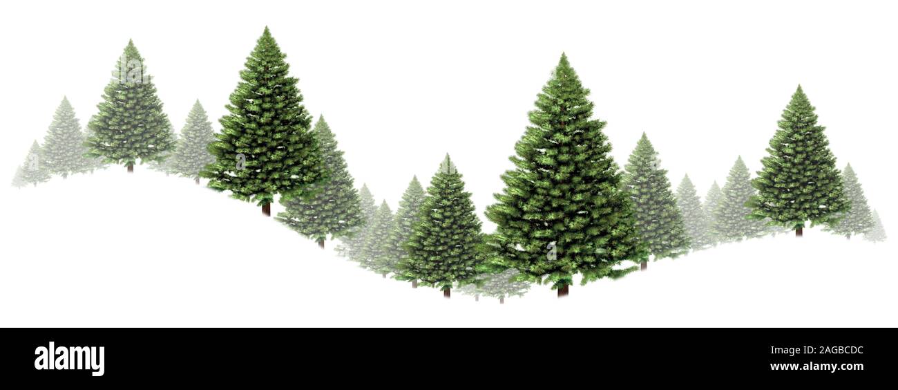 Pine Tree border hiver swirl design avec un groupe d'arbres de Noël vert sur fond blanc comme un élément de la forêt sempervirente de fête avec du brouillard. Banque D'Images
