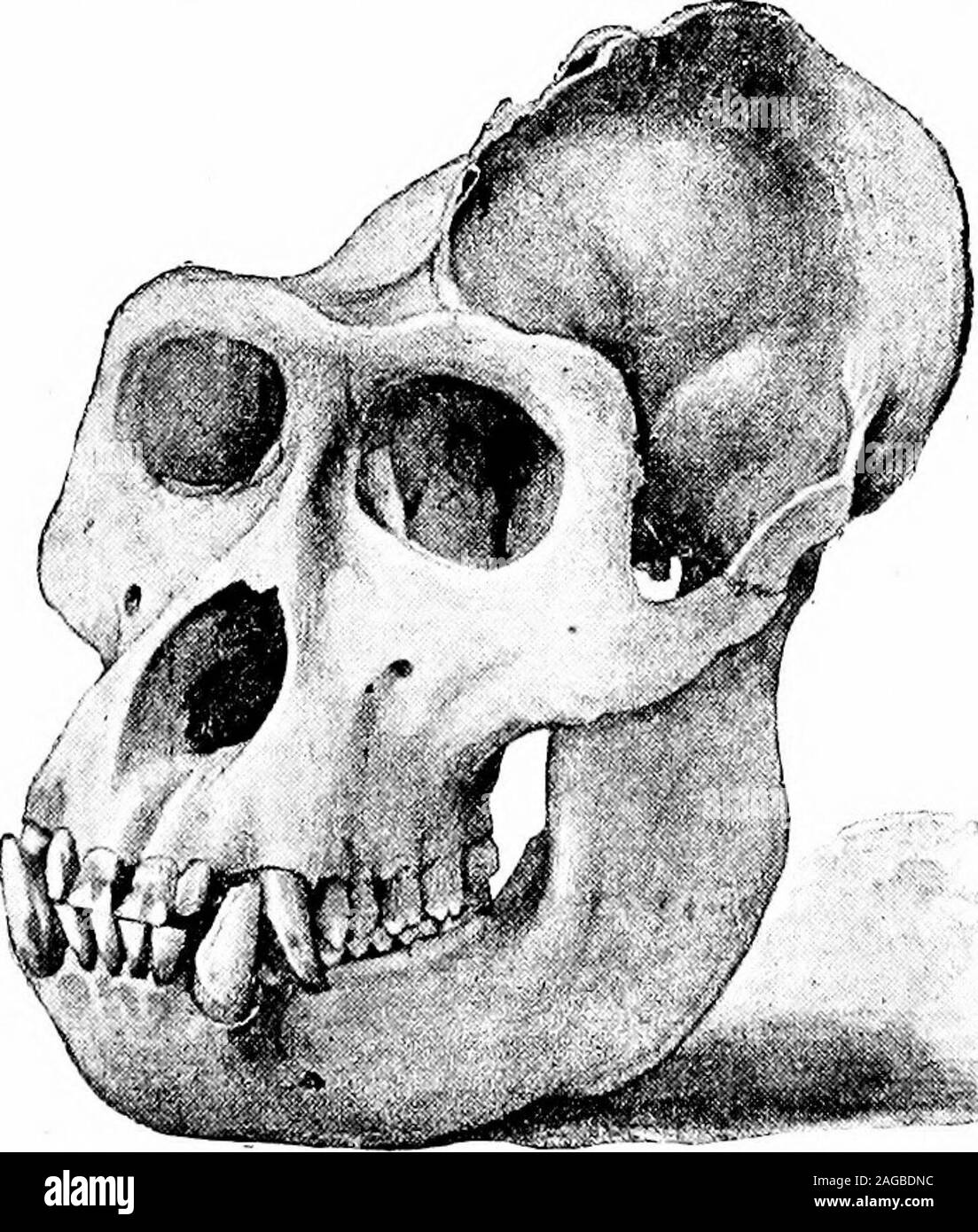 . Contours de la zoologie. Il mains d'atteindre le sol. Le crâne n'est pas prolongée en avertical crest. Il y a un os centrale dans la carpe. L'hallux iswell développé. La seule télévision ongles sont ceux des phalanges et l'hallux.Il y a 13 côtes et 18 vertèbres dorso-lombaire. Il y a des callosités, smallischial-la seule instance dans les anthropoïdes. Mainlyarboreal ils sont dans leurs habitudes. Ils se nourrissent de fruits, feuilles, pousses, oeufs, 790 MAMMALIA. Les jeunes oiseaux, les araignées et les insectes. Leur voix est puissante et onespecies^ (Siamang) a un sac laryngé. En ce qui concerne les dents, thegibbons sont plus comme l'homme. Certains Banque D'Images