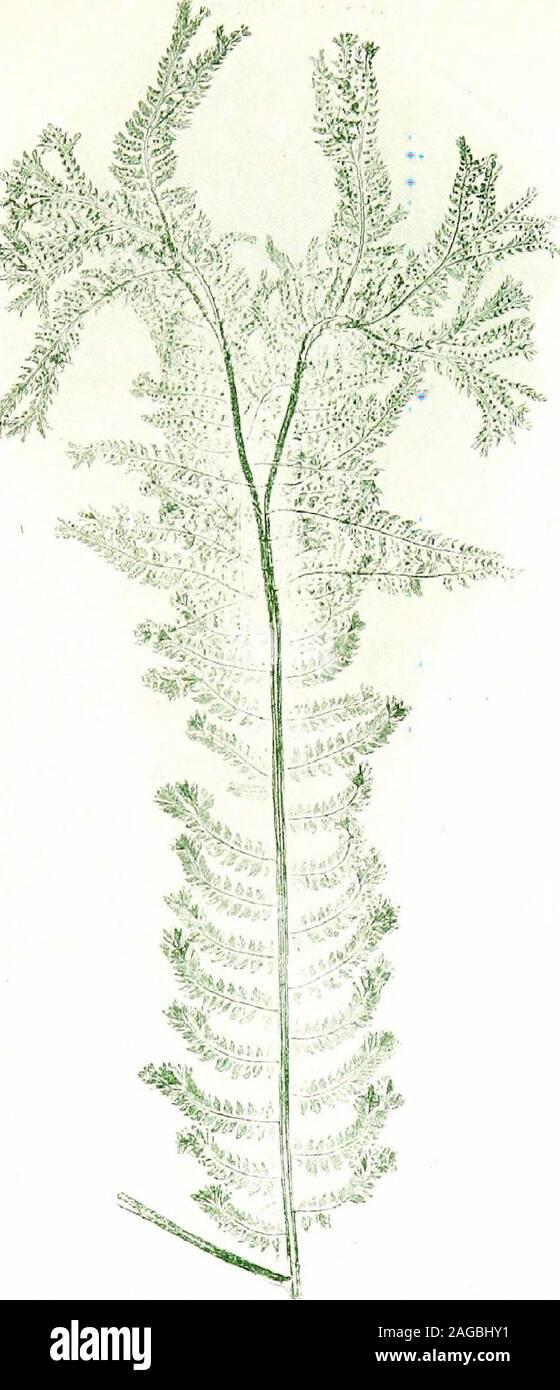 . La fougères et leurs variétés. J. w .LXI POLYSTICHUM ANGULARE, var. THOMPSON !^ POLVSTICHUM 386 FOUGÈRES BRITANNIQUE LXII ACULEATUM, Var. ACROCLADON (Lowe) Mme Agar Thompson. S. Devon. 1858.1 ft. 5 in. Par M. Wollaston. La seule à forte densité de forme d'acnleatum-et c'est peut-être principalement de cette cause que certains ont il doubtedwhether appartient à cette espèce. M. Padley, qui a hadmore possibilité d'observer cette plante que quiconque, andhas exercées sur ces questions comme grand une expérience sonore et un jugement pratique que n'importe qui, n'a pas de doute il whateverthat est aculeatum.. LXII Banque D'Images