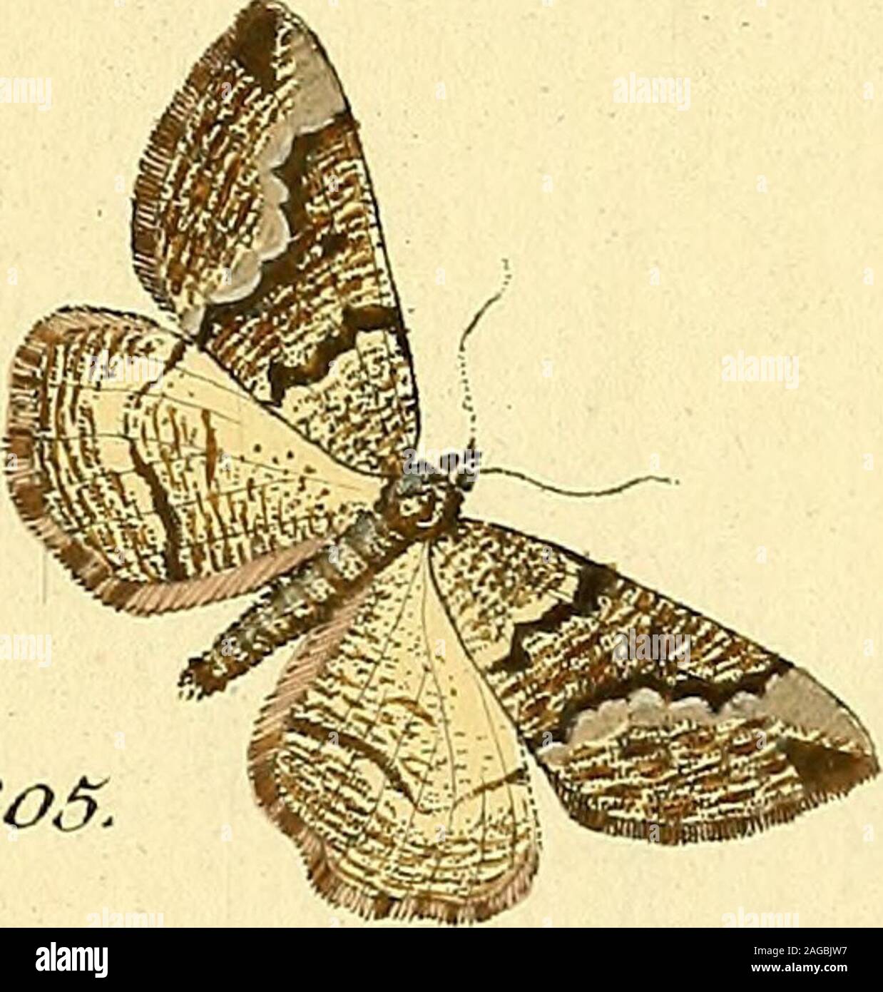Europscher Sammlung Schmetterlinge Errichtet Von Jacob Hner A Augsbourg 2od Os 2o2 Sl Zi Cr Ia Izf 2o3 Ui J Erarta 2 04 Ao5 Ot Gt Rm Aria Uoo C Zj Cr Ii A Rcily Diooiot Y V Tnctr Q Ec