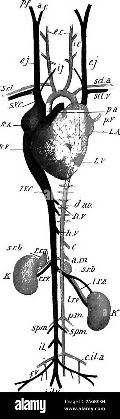 . Contours de la zoologie. Fig. 391.-système circulatoire du lapin. (A) Lettres à droite- c.e. Est-à-dire.carotide externe de la carotide interne.e.j. Veine jugulaire externe.scl.a. Artère subclavière.scl.c. Veine sous-clavière,.p.a. L'artère pulmonaire (couper court).p.v. Veine pulmonaire,L.A. Oreillette gauche.L. C. ventricule gauche.d.ao. Aorte dorsale.h.v. Des veines hépatiques.ch. L'artère coeliaque.a.tn. Mésentérique antérieure !b.r.s. Corps surrénale.LR.a. Artère rénale gauche.l.r.v. Veine rénale gauche. K. Rein.p,tH. L'artère mésentérique postérieur par inadvertance comme ifpaired(montre).spm. Les veines et artères spermatiques.c.il.a. Artère iliaque commune.(/) Lettres t Banque D'Images