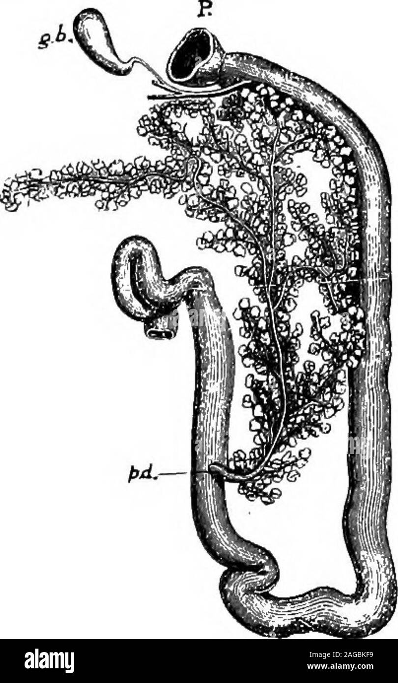 . Contours de la zoologie. circulardiscs (grotte dans CamelidEe elliptique) observersdescribe,mais beaucoup de bons ou sphérique tasse- " , , ,,. ou en forme de cloche - rouge en forme de Fig. 390.-duodénum de lapin. li j rnrnn =;Hp ! J'ai tt ? Le nst -de Krause, en partie après °°° ? Globules rouges. Il n'est pas Claude Bernard. certam dans quelle mesure ces formes p., estomac pylorique ; fin de^."., gall- sont normales. Les quatre-cham- biadder avec canal biliaire et hépatique bercd cœur réside dans la partie thoracique gaines ; ^.d., conduit pancréatique. , La cavité entre les poumons. Il est entouré d'une mince le péricarde, et immédiatement en face d'elle, il y a le soft thymus, Banque D'Images