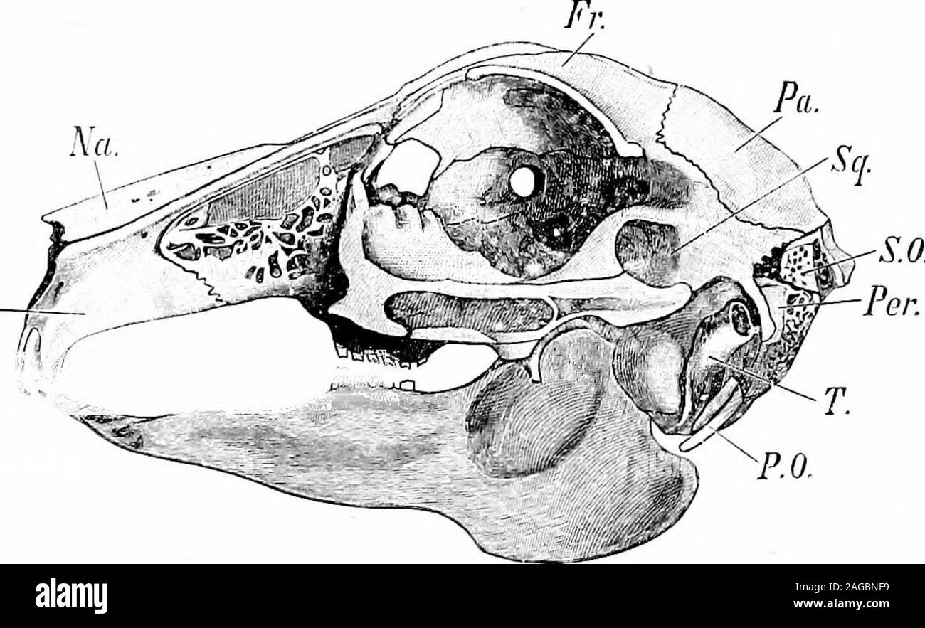 . Contours de la zoologie. un écusson, l'apophyse transverse aresmall, la partie antérieure des surfaces articulaires sont grandes. Typique d'une vertèbre lombaire montrera le centrum et itsepiphyses, l'arc neural et épine neurale, le transverseprocesses, le processus articulaire antérieur et postérieur, orzygapophyses hypapophysis ventral médian, le smallanapophyses à partir de l'arc neural ci-dessous le squelette postérieur. 701 le anapophyses zygapophyses, ci-dessous la partie postérieure des encoches vertébrale-passages dans la moelle qui nervespass, et en avant la même paire d'encoches. Il aretwelve o Banque D'Images