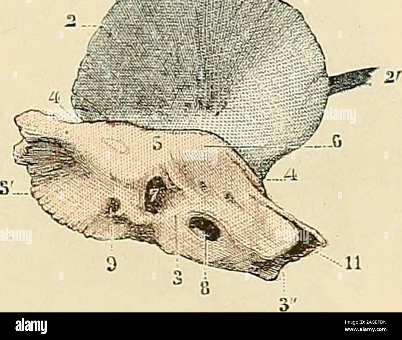 Traite D Anatomie Humaine Anatomie Histologie Developpement Descriptif A B Fig 113 Le Temps Du Nouveau Ne Un Vu Par Sa Face Exocranienne B Vu Par Sa Face Endocranienne 1