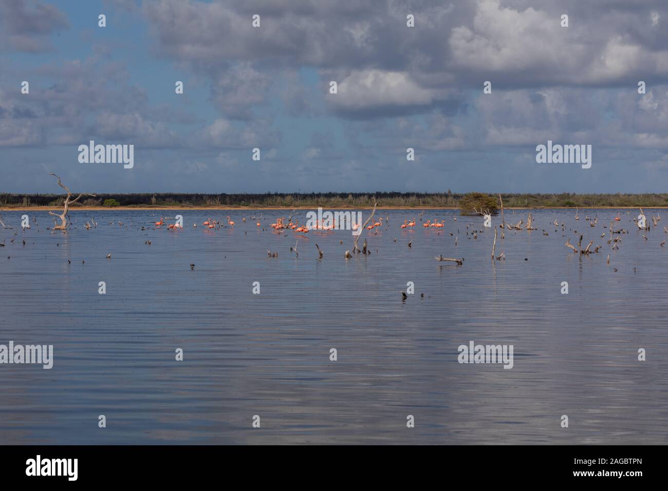 Groupe de flamants roses mignons qui pendent au milieu de l'océan à Bonaire, dans les Caraïbes Banque D'Images