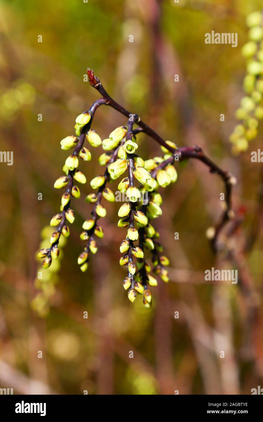 Les fleurs jaune pâle de Stachyurus chinensis 'Celina', accrochées dans des ratons laveurs sur une branche, pays de Galles, Royaume-Uni Banque D'Images