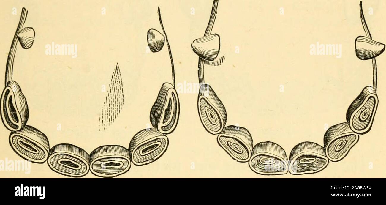 . Le cheval : ses variétés et la gestion de la santé et de la maladie. em n'ont pas de cou, et sont muchlarger. Les tenailles sont les premiers à tomber et être replacedby nouveaux. À l'âge de trois ans et une halfto quatre ans l'avancement/intermédiaire de l'expérience des dents le même identificateur de changement, et de la basse-tushes commencent à faire theirappearance. L'angle des dents sont également renouvelé lorsque entre quatre et demi à cinq ans ; la partie supérieure comme tushes-sage percer la gencive, et environ à la même date l'sixthgrinder montre elle-même. Une dépression, ou de petits creux, peut être remarqué sur la couronne de surfacela portée du deuxième gro Banque D'Images