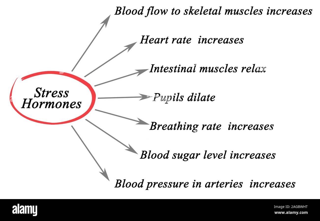 Les hormones du stress Banque D'Images