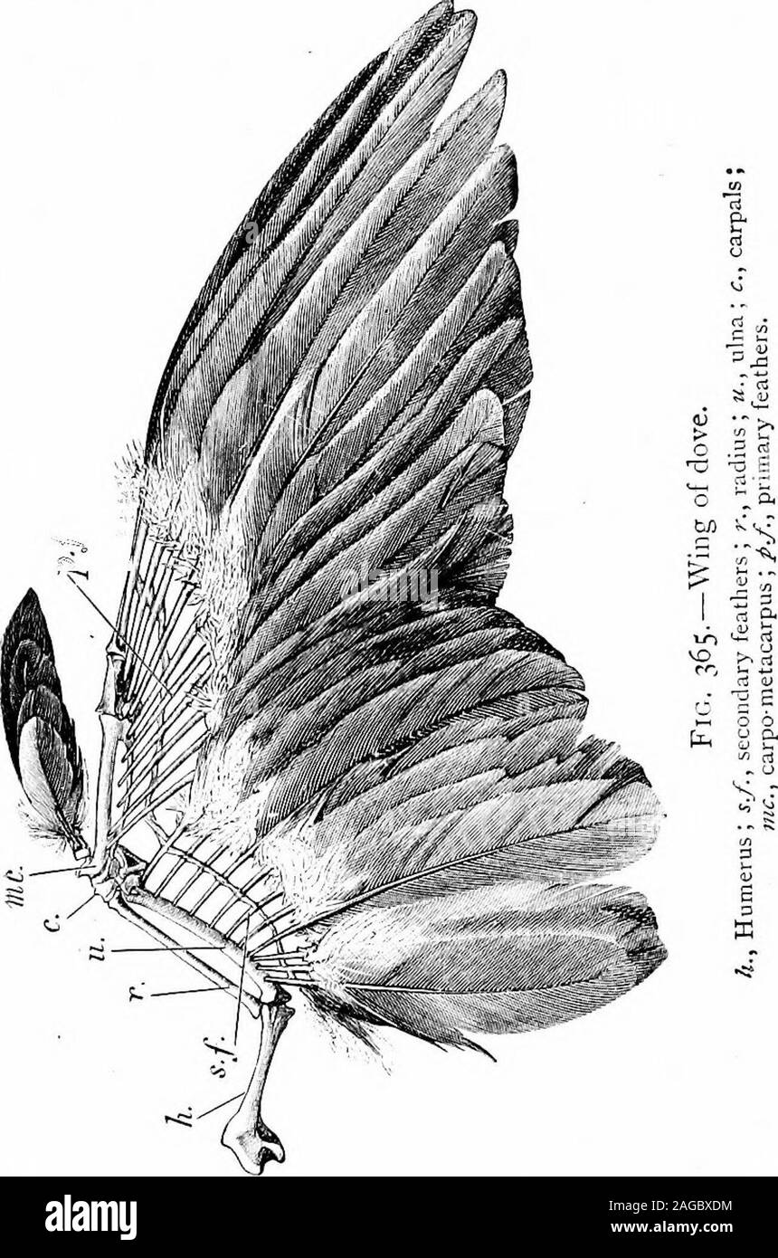 . Contours de la zoologie. Condyle , ; b.t.^ basitemporal ; b.s,^ basi-sphénoïdal tribune ; pt.^^. pa ; ptérygoïde ; palatine zi., p ; vomer,mx., prémaxillaire ; iitx.ymaxilla ; /., jugal ; q,j,^ quadrato-jugal ; q.^quadrangulaire. 662 oiseaux. arc hyoïdien se compose d'un corps plat, avec la partie antérieure et posteriorhorns, ce dernier découlant de la première activité de la roue. La ceinture pectorale est composé de sabre-comme l'omoplate ; étendre- ?m&lt;y dorsalement sur les côtes, de stout coracoids ventralement en pente. et l'articulation avec le sternum, de les clavicules qui areunited interclavicle par l pour former le orfurcula merrythought. L'ouverture Banque D'Images