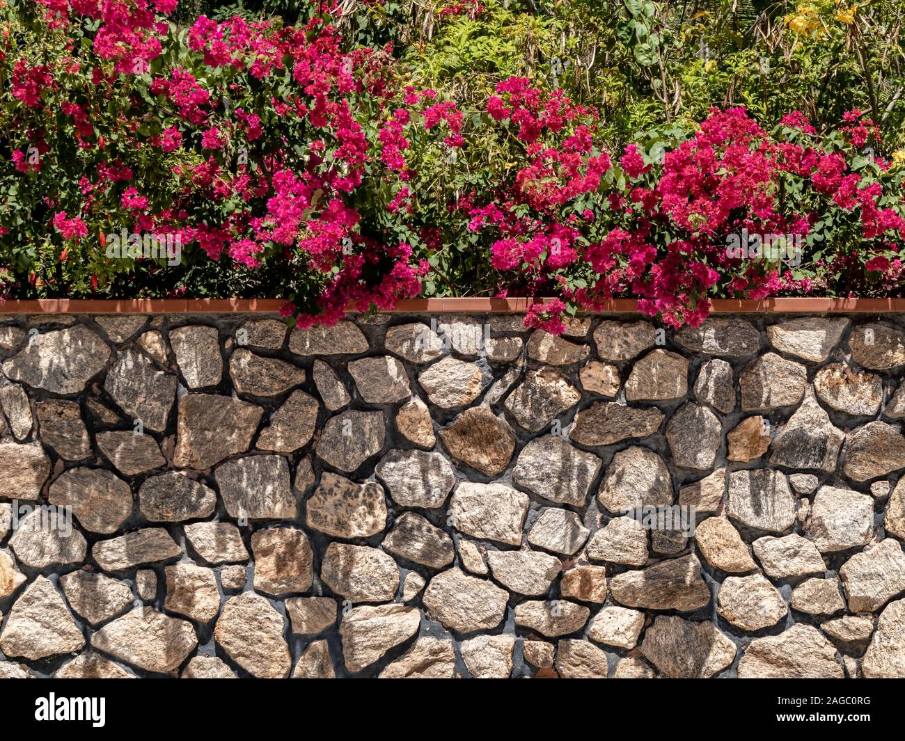 Mur de pierre avec bougainville de fleurs lilas, derrière l'île de Paqueta, Rio de Janeiro, Brésil Banque D'Images