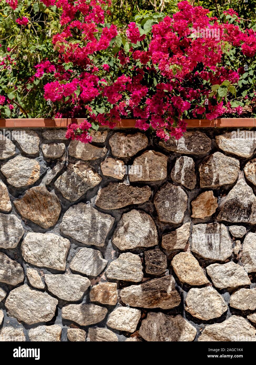 Mur de pierre avec bougainville de fleurs lilas, derrière l'île de Paqueta, Rio de Janeiro, Brésil Banque D'Images