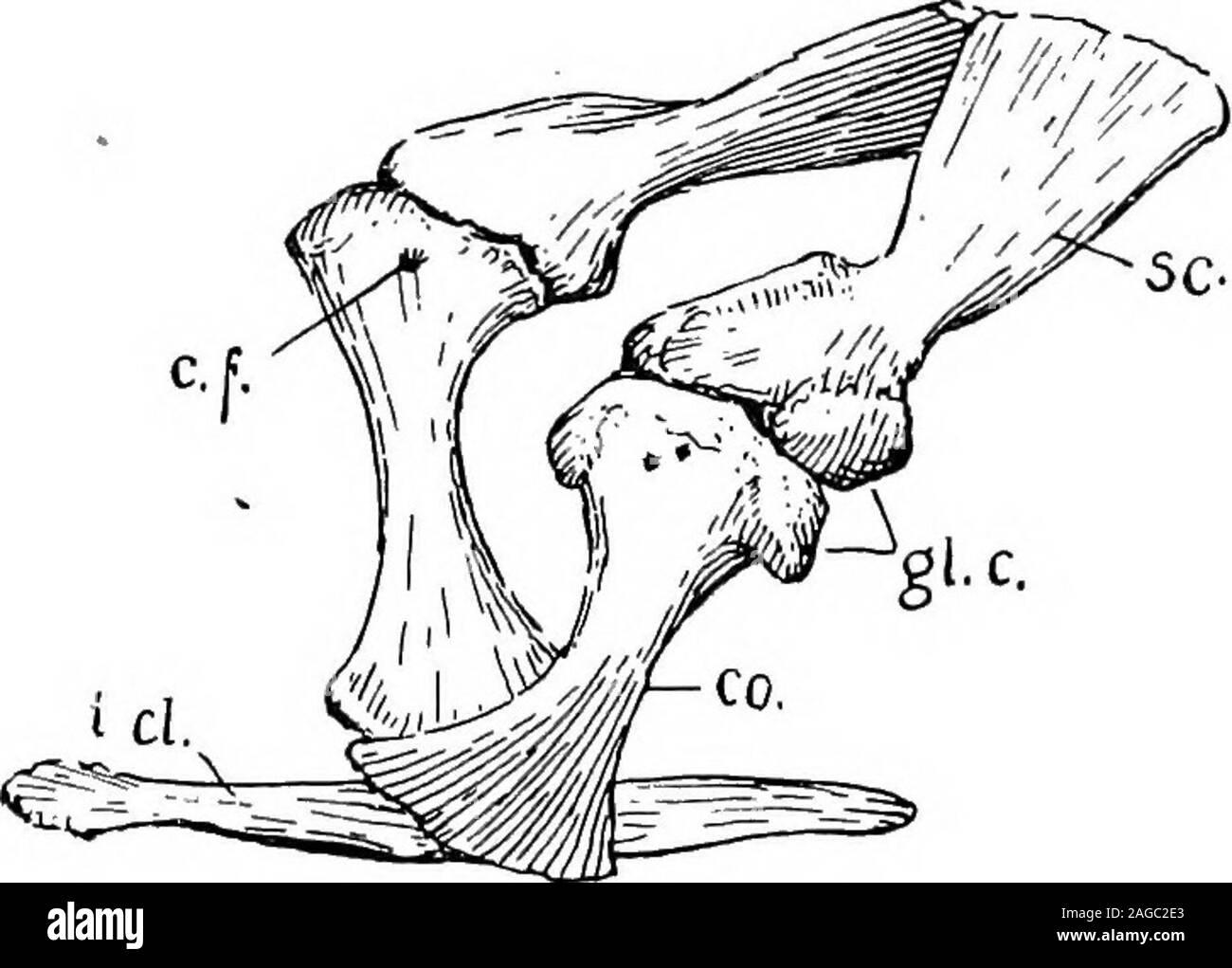 . Contours de la zoologie. délimité par les os  ; les dents, qui sont supportés par prémaxillaire, maxillas dentaries arelodged, et, dans les cavités distinctes ; à côté et finalement sous le liereserve les germes des dents des autres. Chaque branche montante de la mandibule consiste, comme dans la plupart des reptiles, des os acartilage - l'interligne articulaire - travaillant sur le carré, et cinq €38. REPTILJA - os de membrane dentaire, splénial coronoid, angulaire, et sur-angulaire. La région de l'hyoïde est très simple. Les nageoires pectorales arch inclut une omoplate dorsale et ventrale une coracoïde(avec un trou caractéristique) ; il n'y a pas de clavicules ; le epicoracoidsare e Banque D'Images