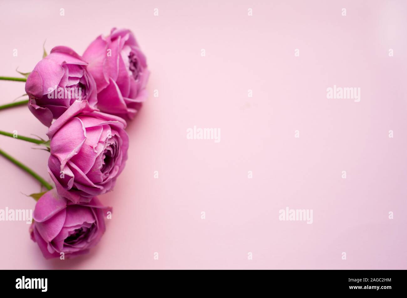 Rose belle rose en forme de pions. Les rosiers arbustes Bouquet sur fond rose. Copy space Banque D'Images