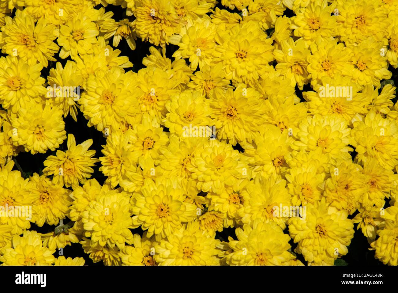 De nombreuses fleurs jaunes. Banque D'Images