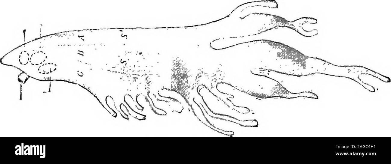 . Contours de la zoologie. former l'artère caudale, qui coule vers le bas de la queue. Le sang de la région antérieure du corps est retourné à la droite et par theheart pré-cave supérieure gauche Les veines ou venae cavse. Pré-cave droite est formée par la jonction de l'extérieur et internaljugulars avec la veine sous-clavière ; sur le côté gauche la veine jugulaire est absent.de la région postérieure du corps, le sang est ramené par thepostcaval ou veine veine cave inférieure. Les trois grandes ouvertes dans les veines à paroi athin sinus veineux, qui s'ouvre dans l'oreillette droite. Le postcaval est formé par l'union des deux veines Banque D'Images