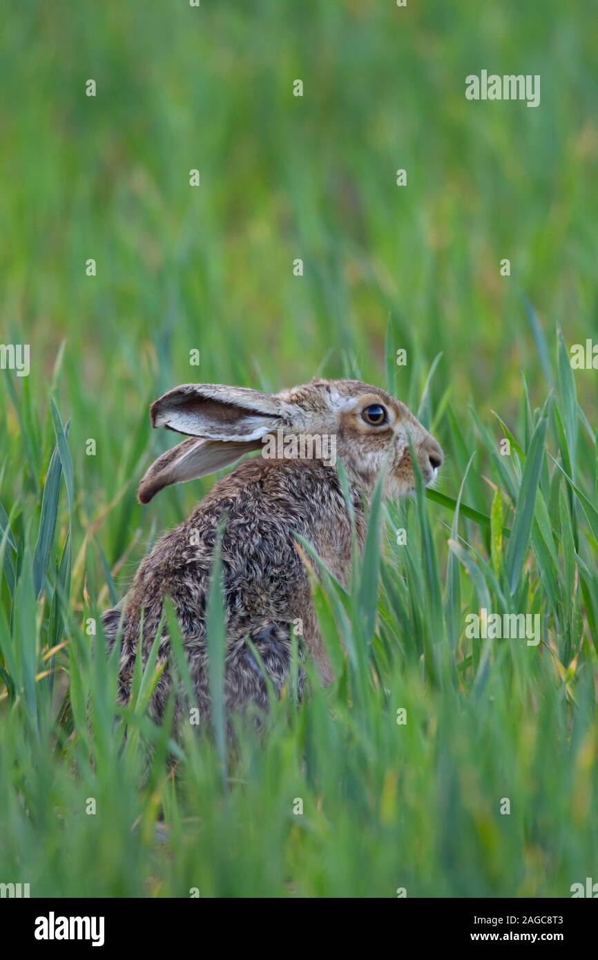 Lièvre brun Lepus europaeus adulte dans un champ de blé, Suffolk, UK, Mai Banque D'Images