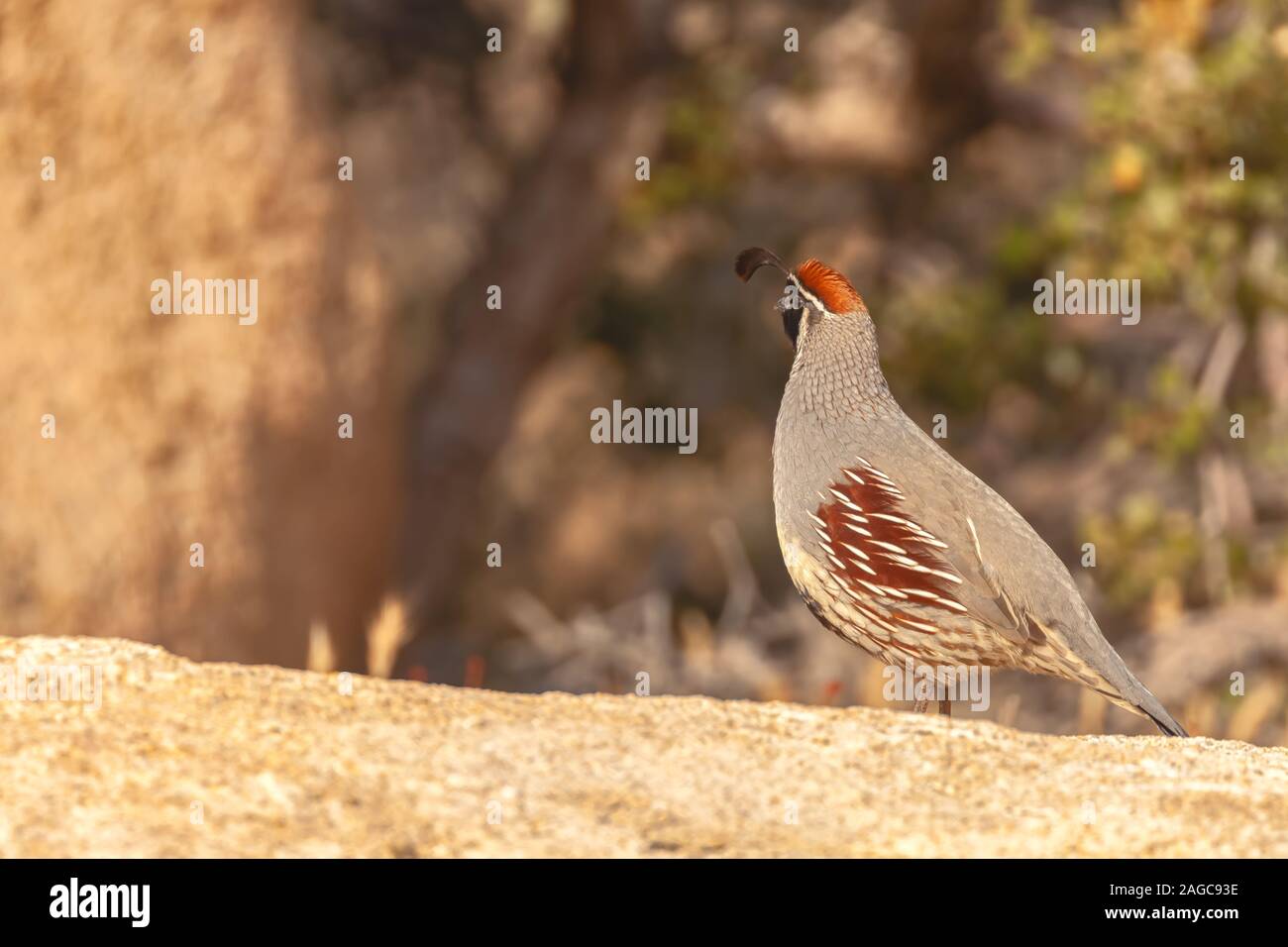 Vue latérale d'un mâle caille de Gambel Callipepla gambelii), (parc national de Joshua Tree, California, USA Banque D'Images