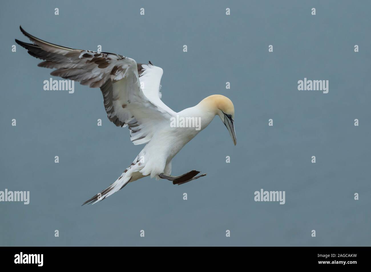 Fou de Bassan Morus bassanus oiseaux adultes entrée en terre, falaises de Bempton RSPB réserve naturelle, Yorkshire, Royaume-Uni, juin Banque D'Images