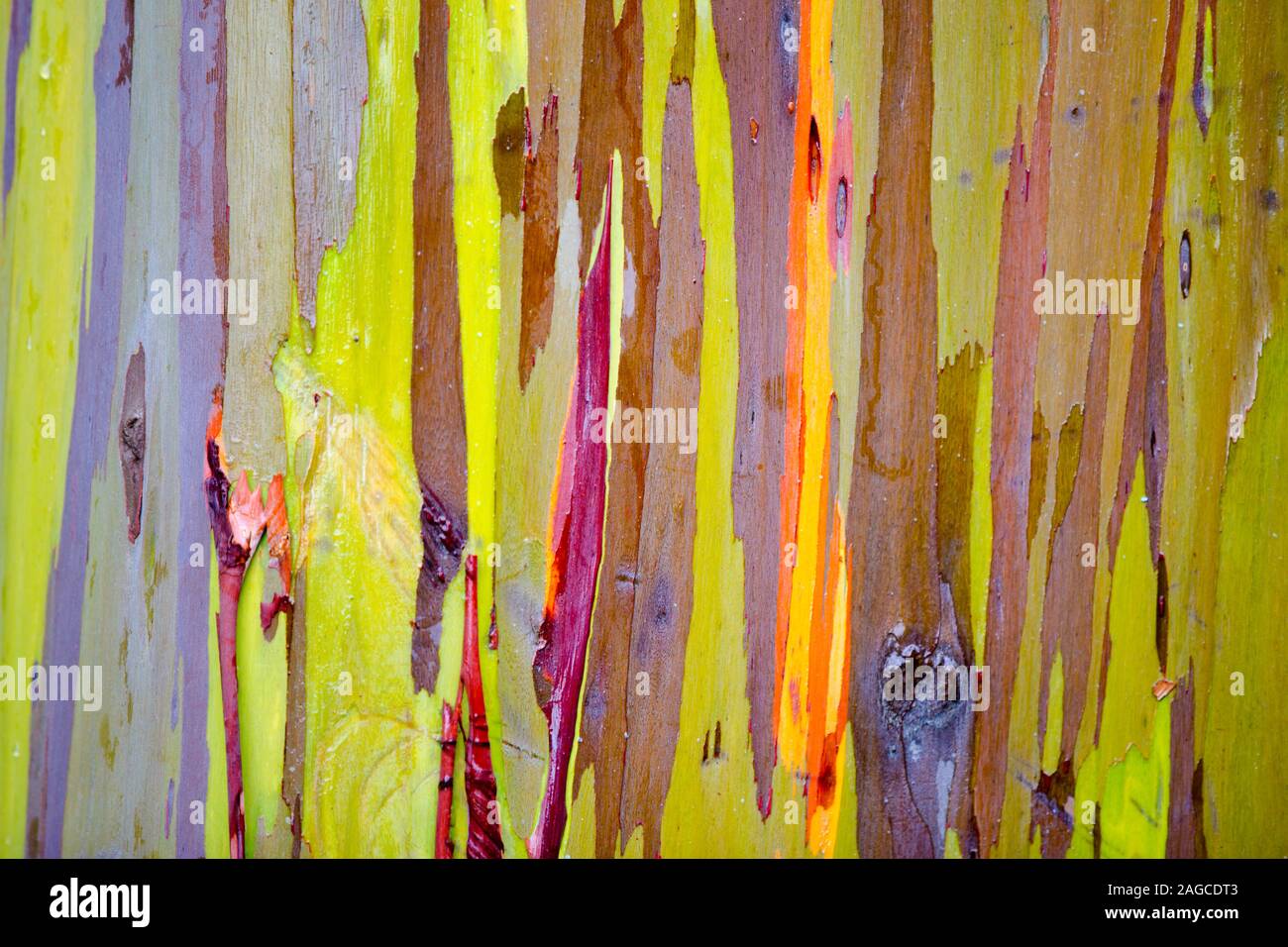 Belle photographie macro close up de l'écorce d'un eucalyptus Arc-en-Gum Tree. Banque D'Images