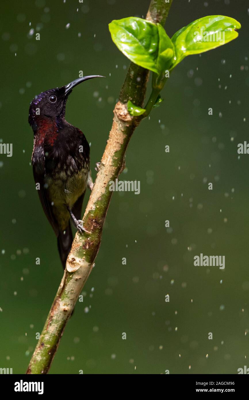 Black-throated Sunbird Aethopyga, la sous-espèce saturata (assamensis) dans le Yunnan, Chine Banque D'Images