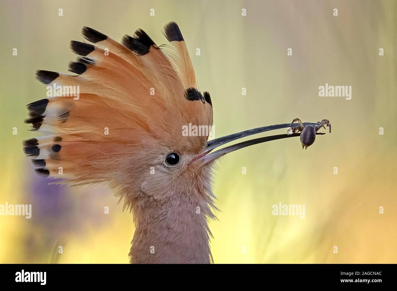 Huppe fasciée (Upupa epops) avec spider comme proie dans le bec, portrait des animaux, au milieu de la Réserve de biosphère de l'Elbe, Saxe-Anhalt, Allemagne Banque D'Images