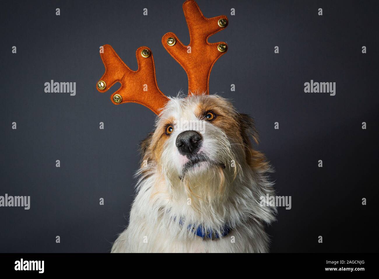 Scruffy chien avec de grands yeux bruns en renne party hat Banque D'Images
