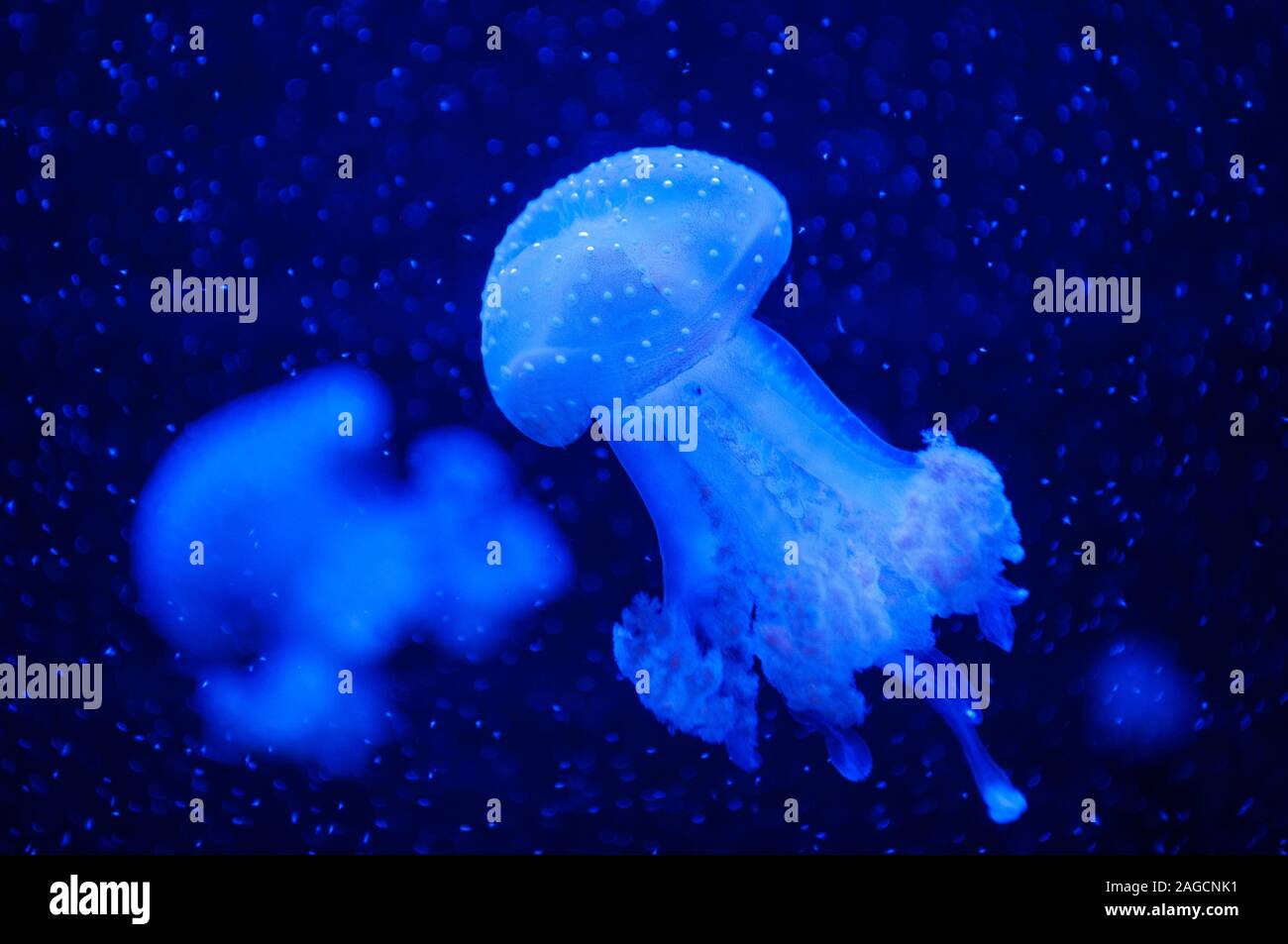Belles méduses bleues dans la région de neon light flottant dans l'aquarium. Banque D'Images