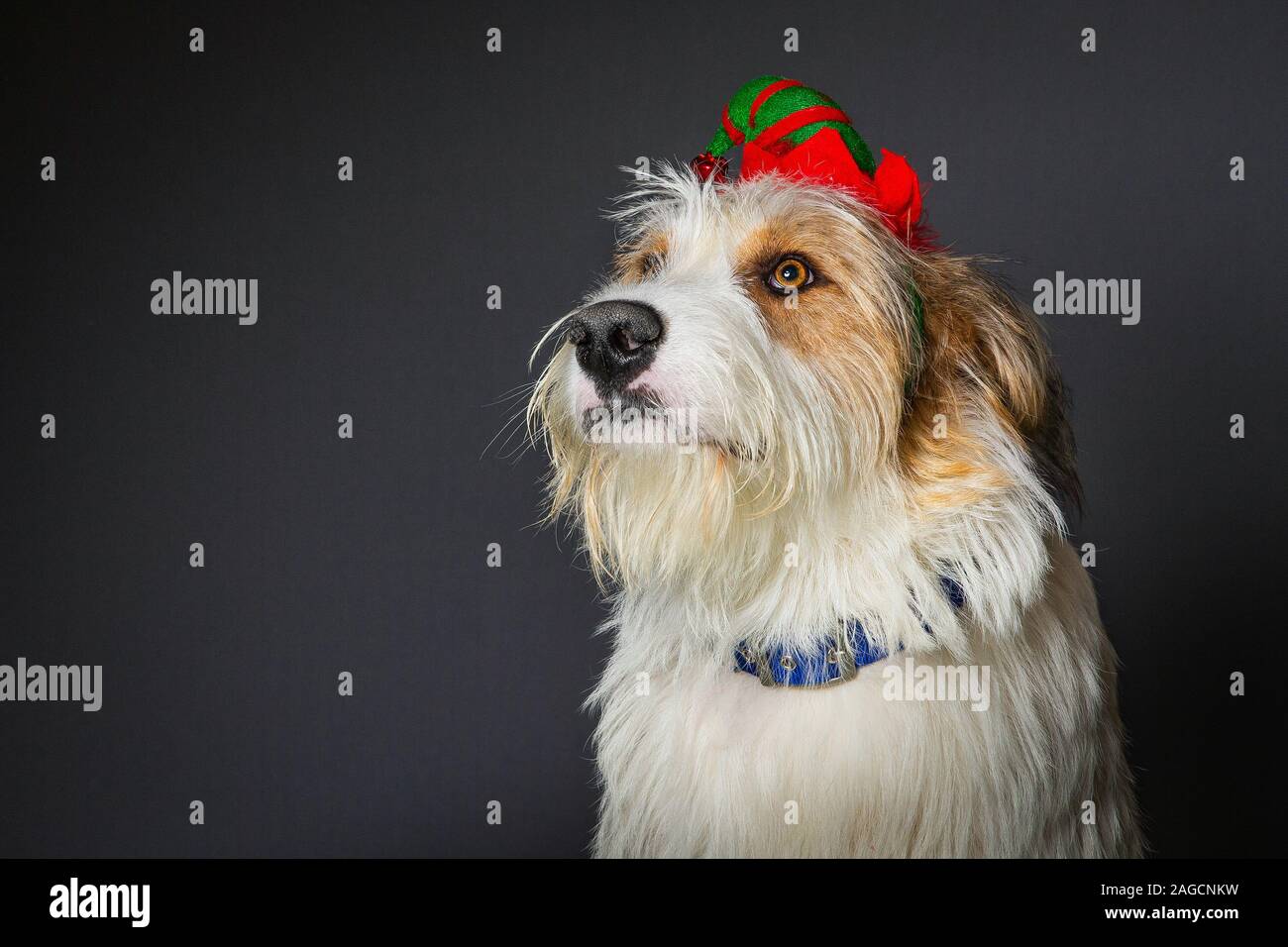 Scruffy chien avec de grands yeux bruns en lutin de Noël party hat Banque D'Images