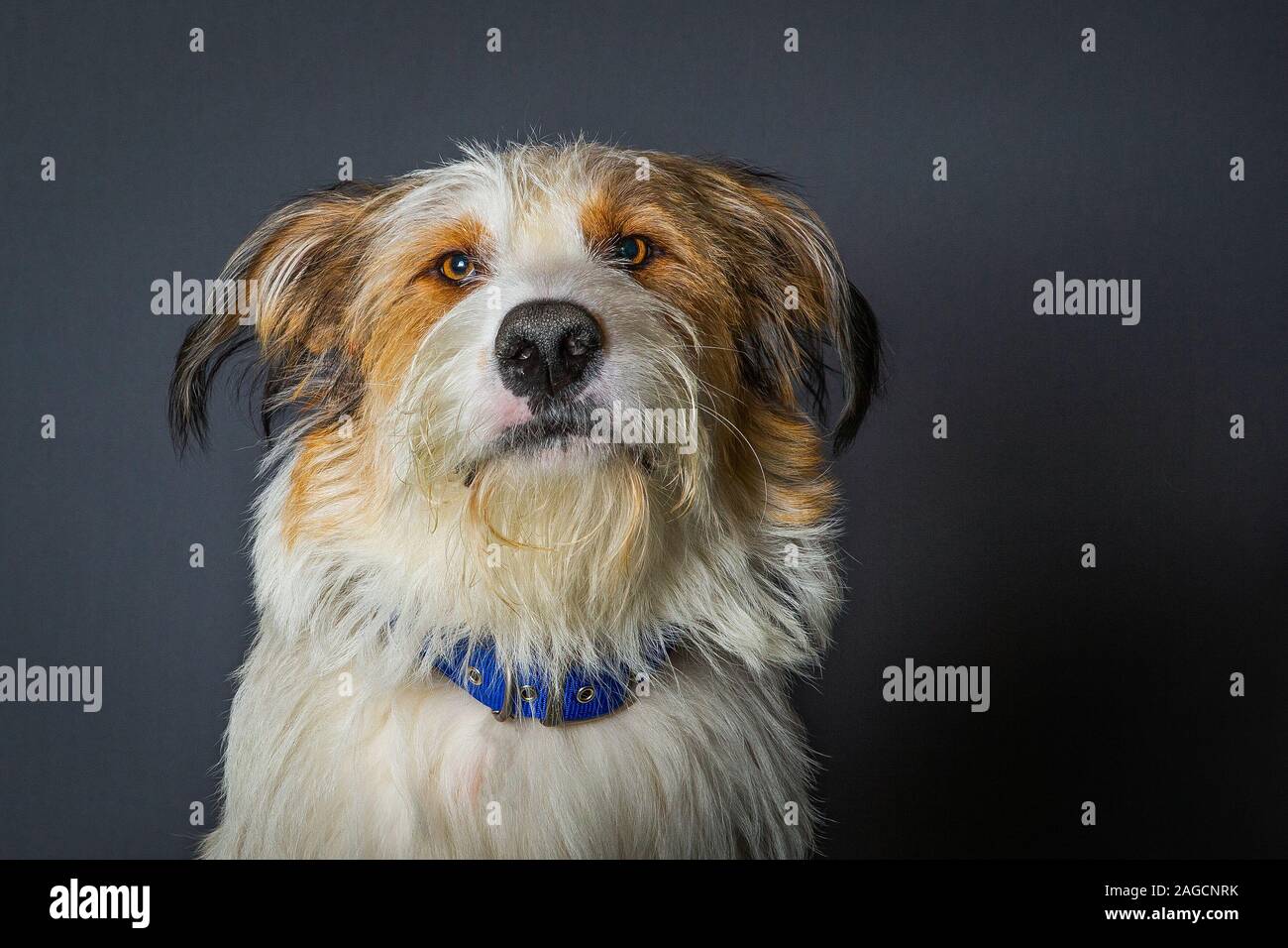 Scruffy chien avec de grands yeux bruns sur fond gris Banque D'Images