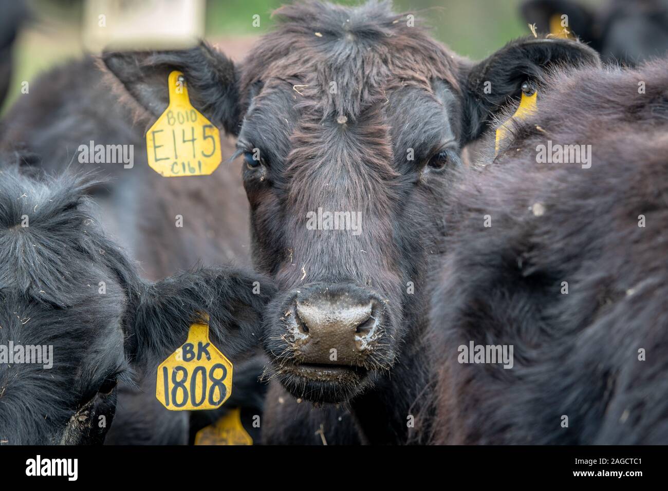 Un curieux à la vache vers l'appareil photo , Monkton, Maryland, États-Unis Banque D'Images