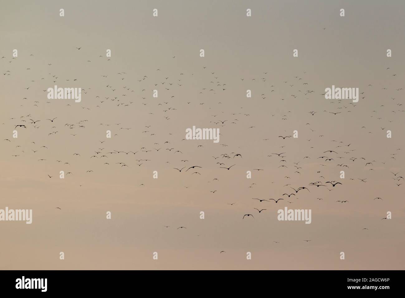 Un énorme troupeau de moindre Goéland marin (Larus fuscus intermedius) à la mer du Nord allemande Banque D'Images