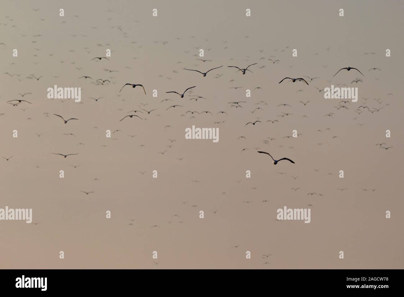 Un énorme troupeau de moindre Goéland marin (Larus fuscus intermedius) à la mer du Nord allemande Banque D'Images